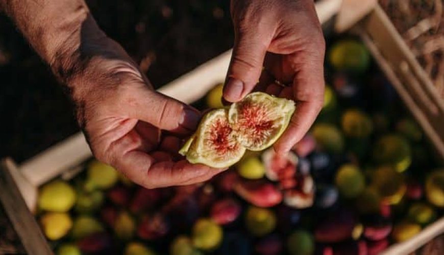 Festa della Fica a Marittima