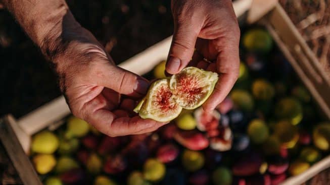 Festa della Fica a Marittima