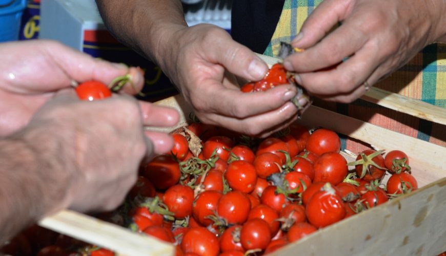 Sagra te lu pommitoru schiattarisciatu a Aradeo