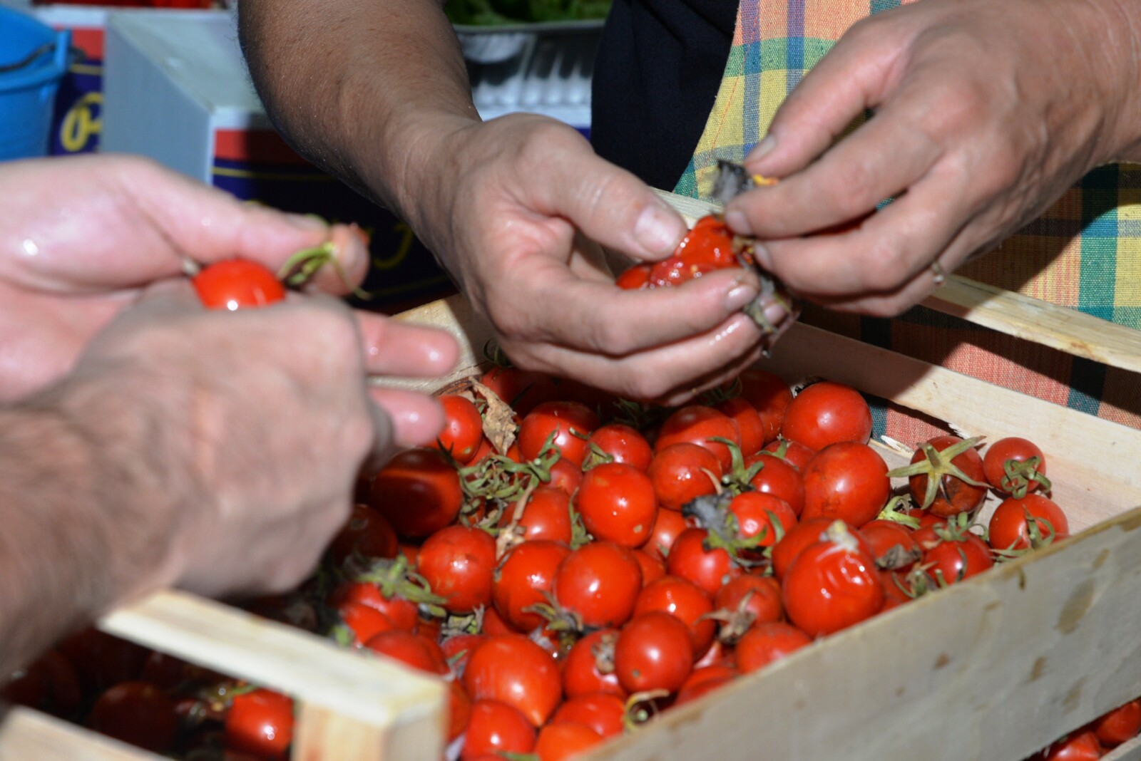 Sagra te lu pommitoru schiattarisciatu a Aradeo