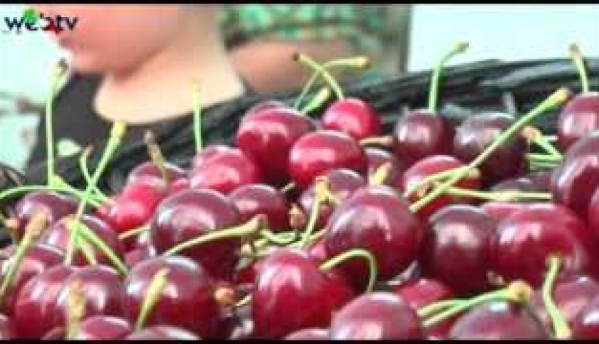 Sagra delle ciliegie