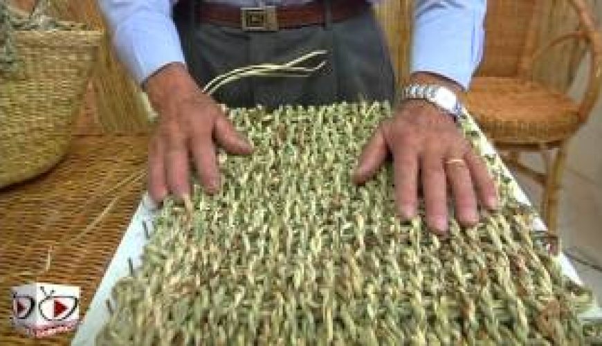 festa in onore del Santo Patrono